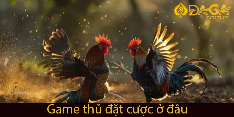 Game thủ có thể đặt cược ở đâu